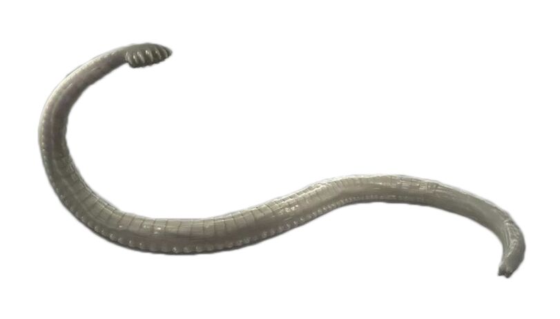 Ανθρώπινα παράσιτα