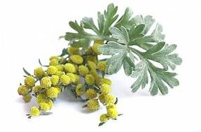 εκχύλισμα αψιθιάς στο NEOflorax